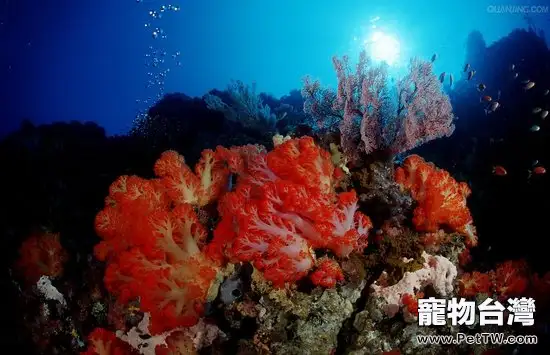 珊瑚巖礁生態造景缸介紹