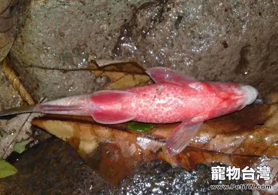 導致魚翻肚子的原因有哪些(1圖)-寵物台灣