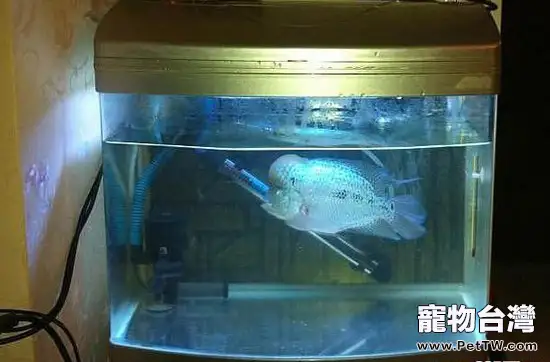 如何選擇水族箱燈管