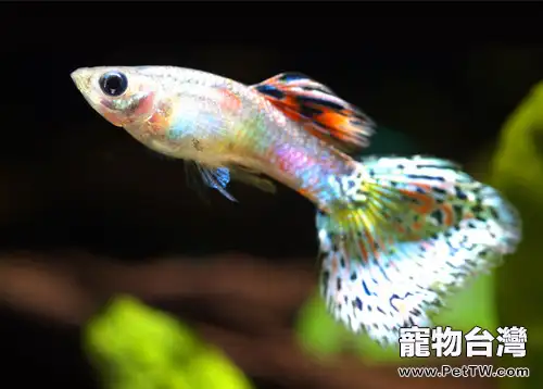 孔雀魚的品種簡介