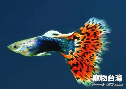 常見的孔雀魚的外形特點