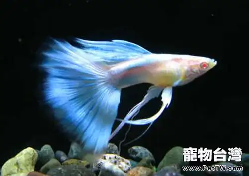 孔雀魚的日常飼養注意事項