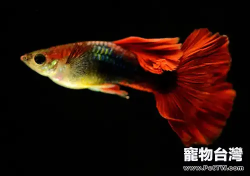 孔雀魚飼養環境之水溫和密度