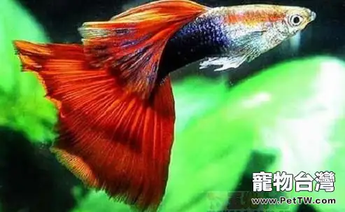 孔雀魚的食物選擇建議(1圖)-寵物台灣