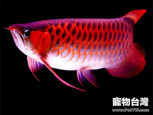 龍魚的品種簡介