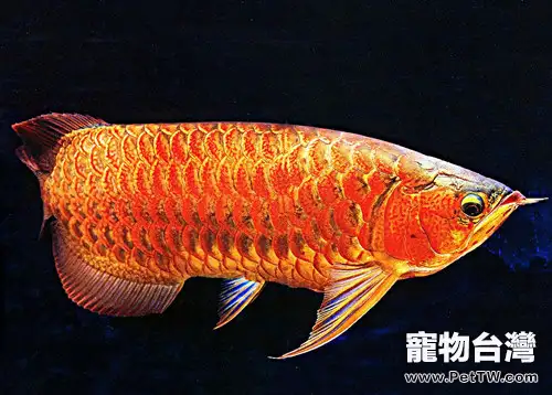 龍魚特徵之品相挑選