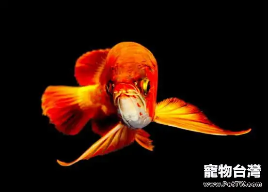 龍魚日常飼養過程中的注意要點(1圖)-寵物台灣