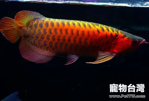 科學的飼養環境可避免龍魚受驚