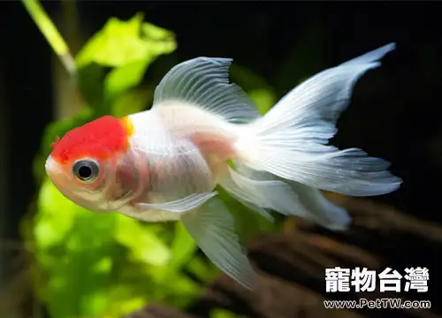 金魚的種類特徵及頭型簡介