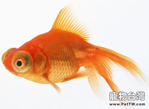 金魚飼養的三大注意事項