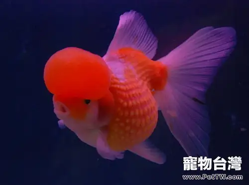 金魚的飼養環境要求(1圖)-寵物台灣