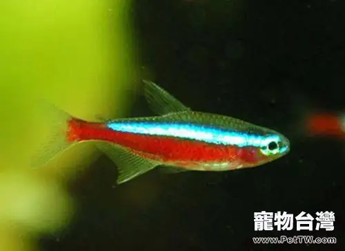 寶蓮燈魚(阿氏霓虹脂鯉 紅蓮燈魚)的品種簡介(1圖)-寵物台灣
