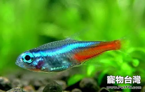 寶蓮燈魚（阿氏霓虹脂鯉 紅蓮燈魚）的外形特點