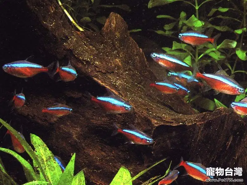 寶蓮燈魚(阿氏霓虹脂鯉 紅蓮燈魚)的飼養要點(1圖)-寵物台灣