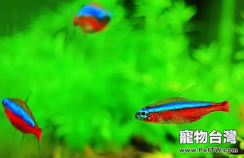 飼養寶蓮燈魚（阿氏霓虹脂鯉 紅蓮燈魚）的環境要求