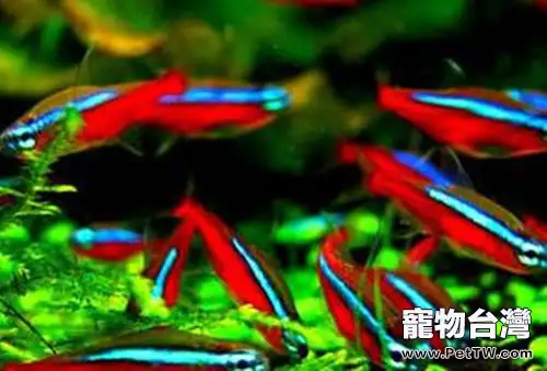 寶蓮燈魚(阿氏霓虹脂鯉 紅蓮燈魚)吃什麼更艷麗(1圖)-寵物台灣