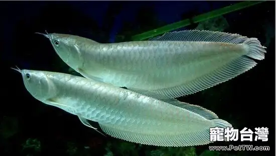 雙鬚骨舌魚（銀龍魚）吃什麼長得比較快