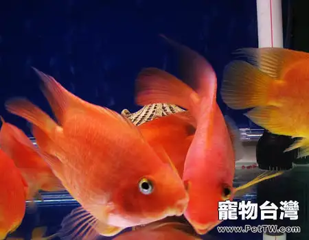 血鸚鵡缸內的造景方法(1圖)-寵物台灣