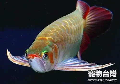 紅龍魚吃什麼對髮色好