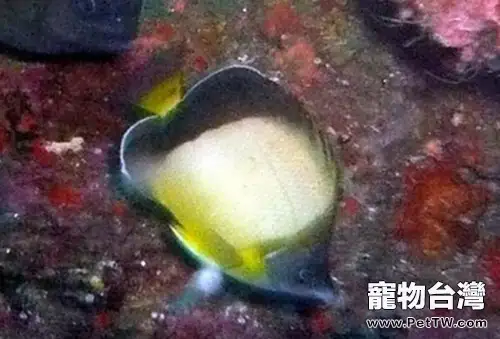 暗帶蝴蝶魚的飼養環境介紹