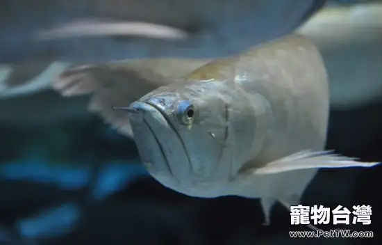 雙鬚骨舌魚(銀龍魚)得了腸炎的症狀及治療辦法(1圖)-寵物台灣