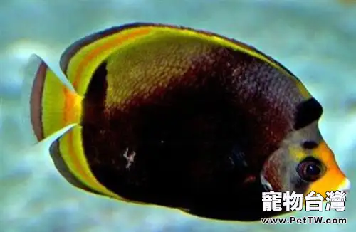 澳洲帝王蝶的飼養要點(1圖)-寵物台灣