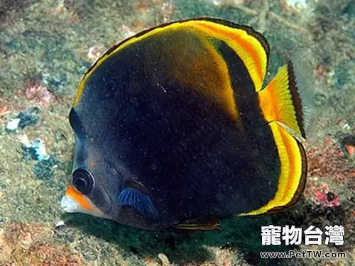 澳洲帝王蝶的飼養環境(1圖)-寵物台灣