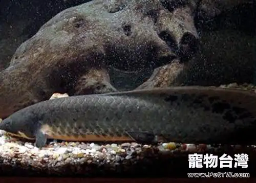 澳洲肺魚的品種簡介(1圖)-寵物台灣