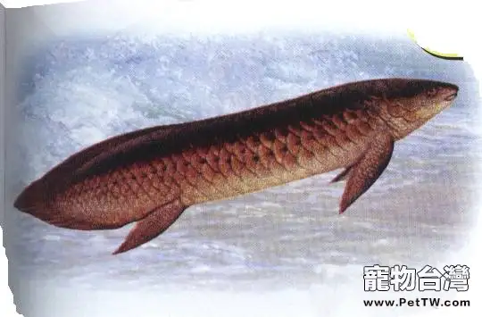 澳洲肺魚的外形特點(1圖)-寵物台灣