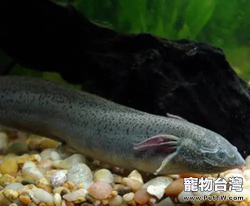 澳洲肺魚的生活環境(1圖)-寵物台灣