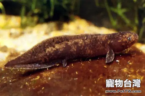 澳洲肺魚的食物要求(1圖)-寵物台灣