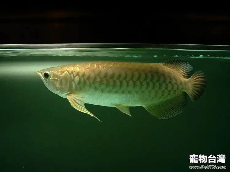 澳洲星點龍的品種簡介(1圖)-寵物台灣