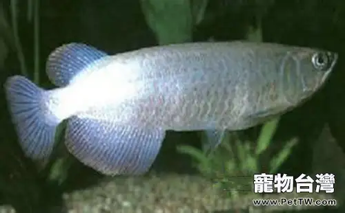 澳洲星點龍的外形特點(1圖)-寵物台灣