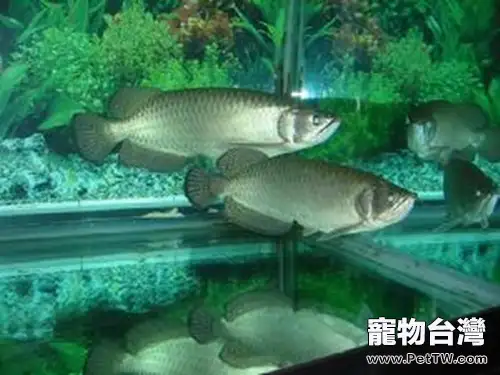 澳洲星點龍的飼養環境(1圖)-寵物台灣