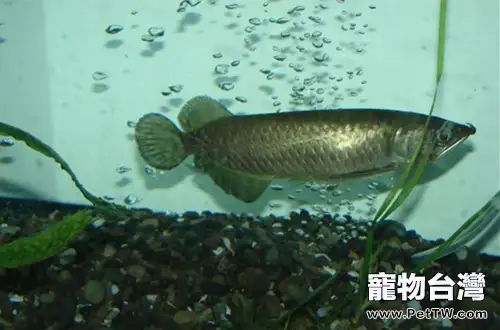 澳洲星點龍吃什麼好(1圖)-寵物台灣