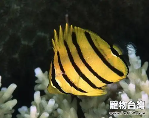 八帶蝴蝶魚的品種簡介(1圖)-寵物台灣