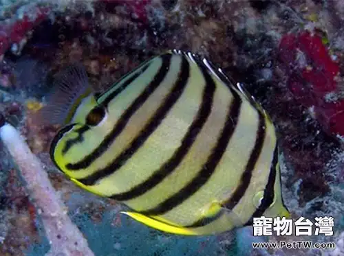 八帶蝴蝶魚的外形特點(1圖)-寵物台灣