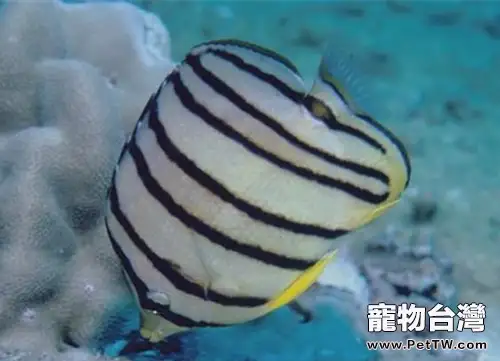 八帶蝴蝶魚的生存環境(1圖)-寵物台灣