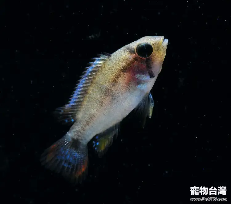 霸王短鯛的外形特點(1圖)-寵物台灣