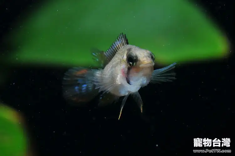 霸王短鯛的飼養環境要求(1圖)-寵物台灣