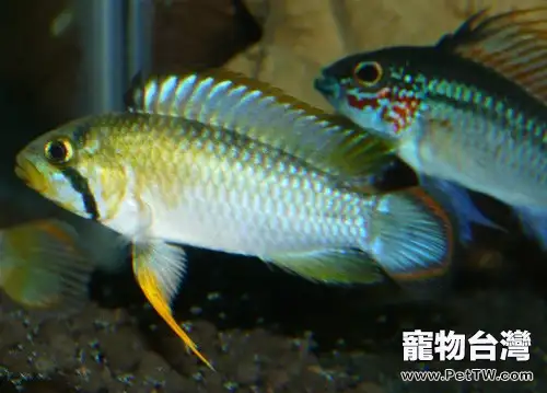 霸王短鯛的餵食要點(1圖)-寵物台灣