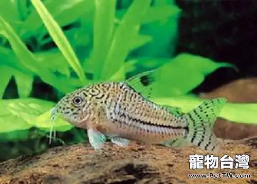 白豹鼠魚的品種簡介(1圖)-寵物台灣