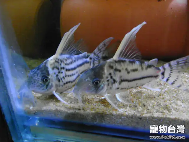 白豹鼠魚的外形特點