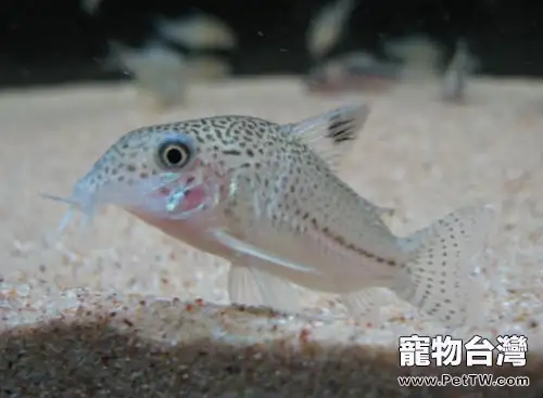 白豹鼠魚的飼養環境(1圖)-寵物台灣