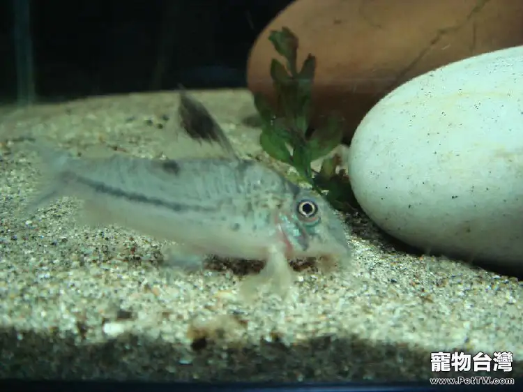 白豹鼠魚吃什麼好(1圖)-寵物台灣