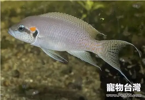 白邊燕尾魚的品種簡介