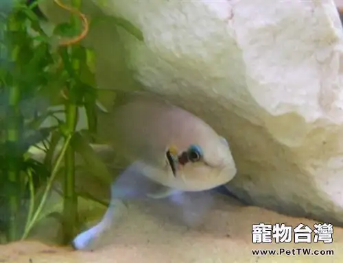 白邊燕尾魚的外形與習性介紹(1圖)-寵物台灣