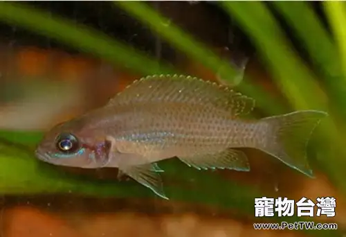 白邊燕尾魚的飼養環境