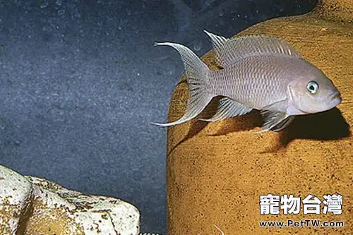 白邊燕尾魚的餵食要求