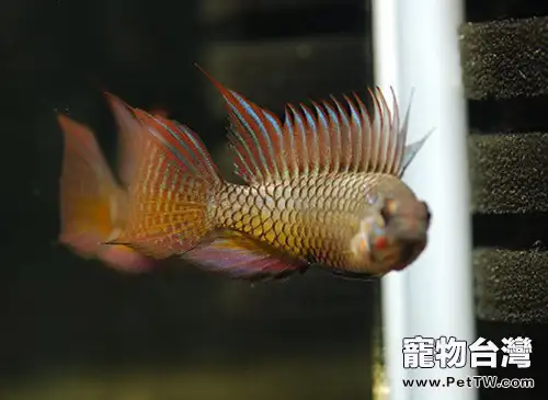 白藍特短鯛的飼養環境要求